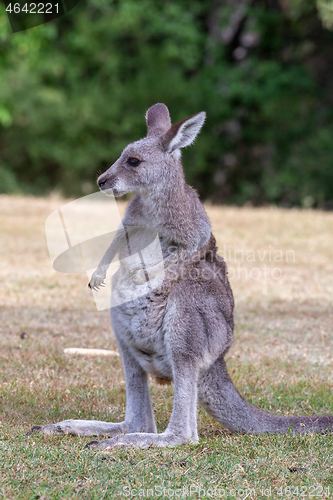 Image of Juvenile kangaroo on a grassy area near bush land