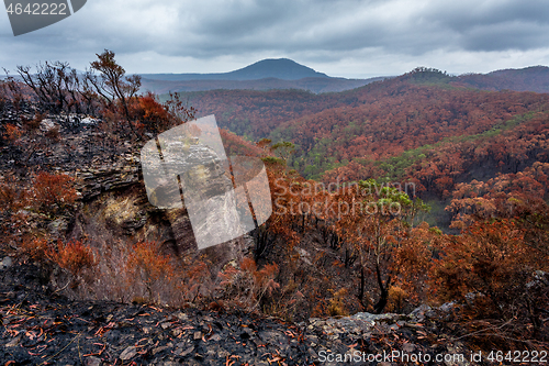 Image of Landscape views after bush fires in Blue Mountains Australia