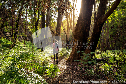 Image of Hiker walking in the Australian bushland