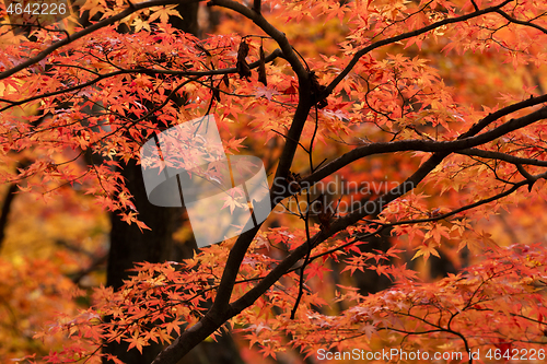 Image of Autumn leaves background