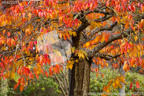 Image of Deciduous tree with leaves in various tones from red to green