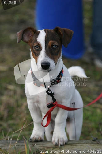 Image of Jack russel terrier