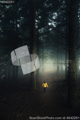 Image of Walking in a forest on a foggy morning