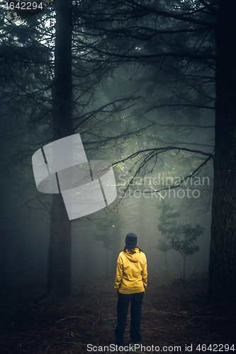 Image of Traveler looking to a forest