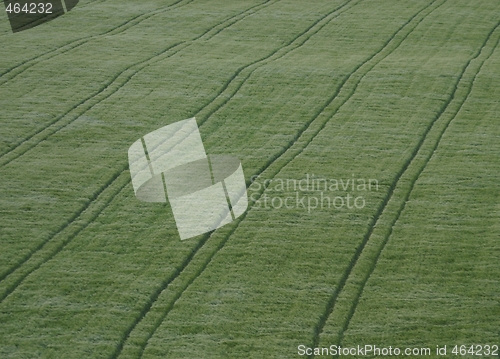 Image of Oat field