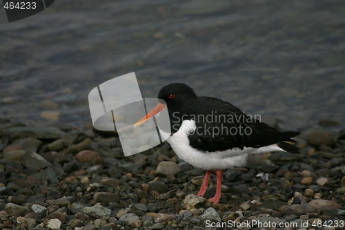 Image of Oystercatcher