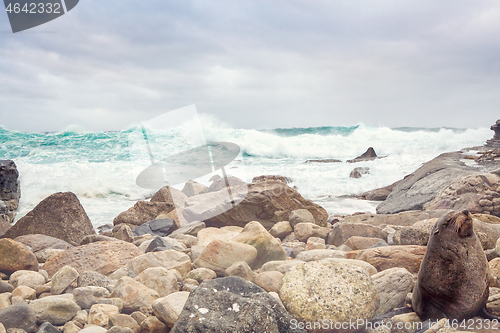 Image of Large waves surge onto the rocky shore of Sydney headland cliffs