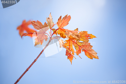 Image of Autumns colourful decay into winter hibernation