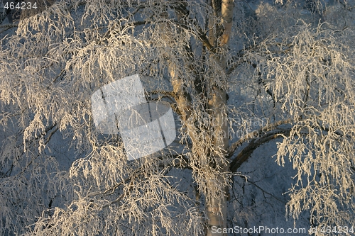 Image of Tree in winter
