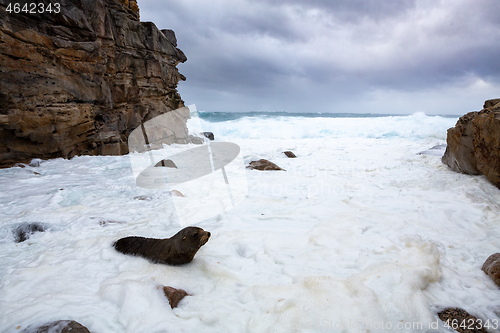 Image of Fur seal comes ashore among wild seas big swells