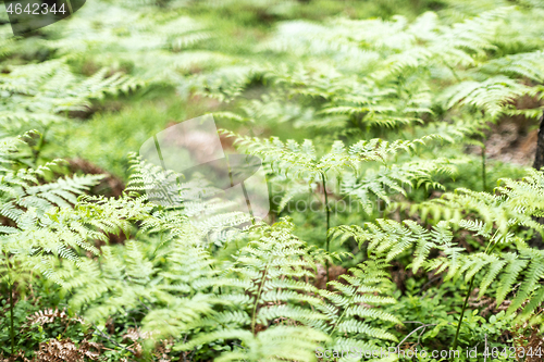 Image of Ferns in spring