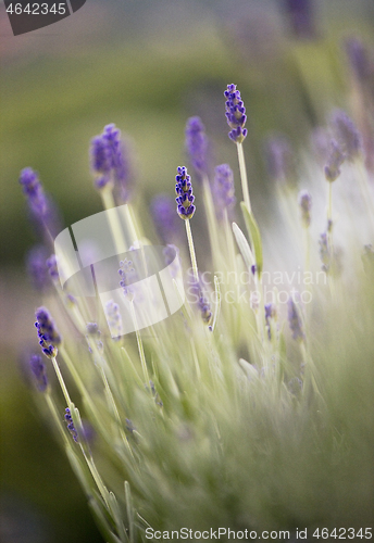 Image of Blooming lavender