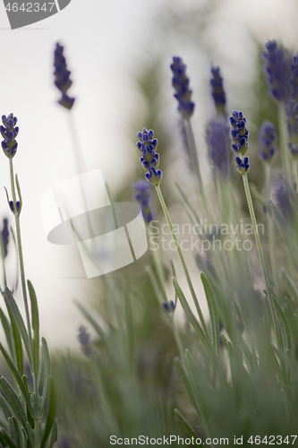 Image of Blooming lavender