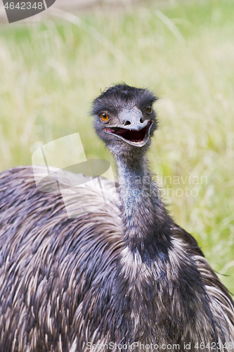 Image of Portrait of an emu