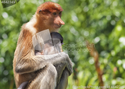 Image of Nose-Monkey in Borneo