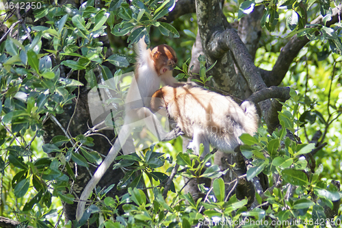 Image of Nose-Monkey in Borneo