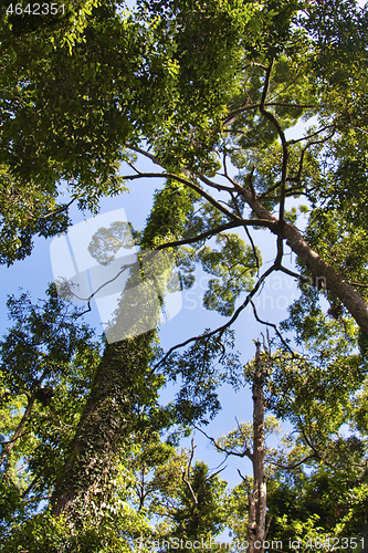 Image of Rainforest in Borneo