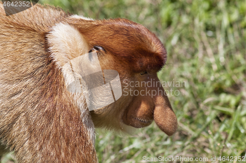 Image of Nose-Monkey in Borneo