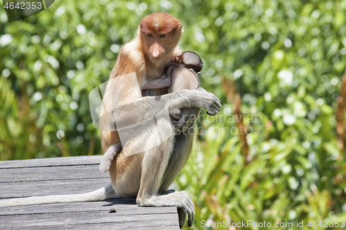 Image of Nose-Monkey in Borneo