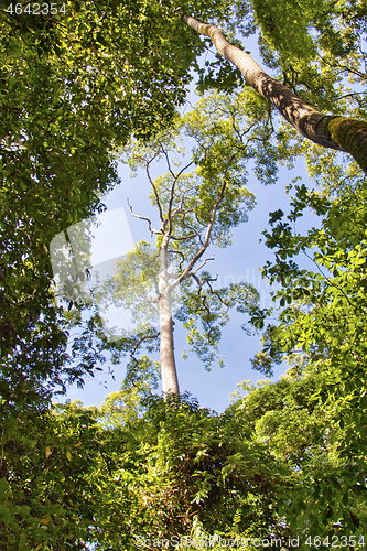 Image of Rainforest in Borneo