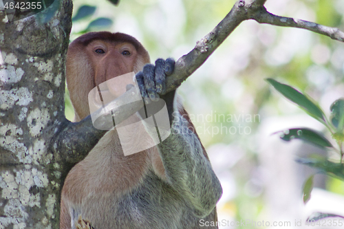 Image of Nose-Monkey in Borneo