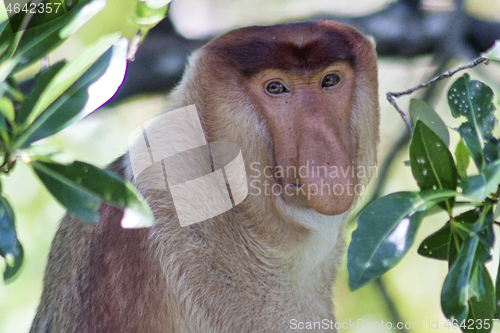 Image of Nose-Monkey in Borneo