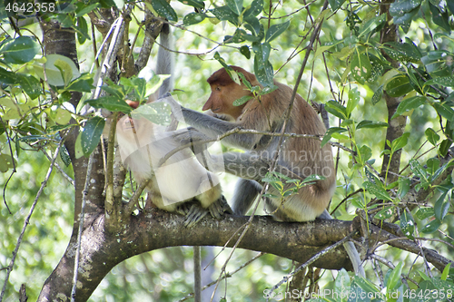 Image of Nose-Monkey in Borneo