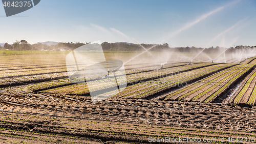 Image of Irrigation system on a large farm field. Water sprinkler installation.