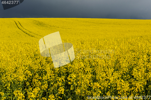 Image of Oilseed Rape field in flower