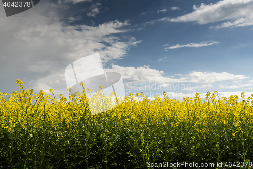 Image of Oilseed Rape field in flower