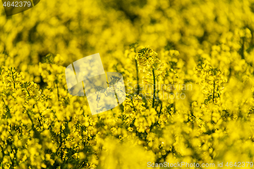 Image of Detail of oilseed rape plant