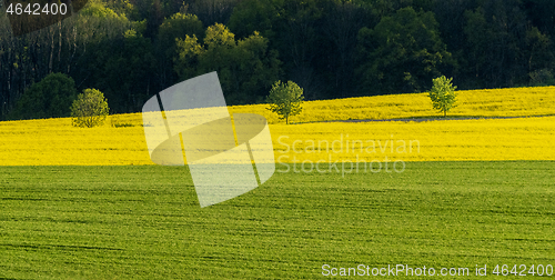 Image of Spring field