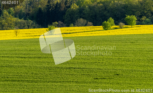 Image of Spring field