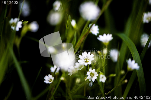 Image of White tiny meadow blossoms