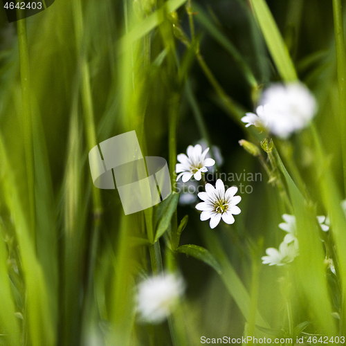 Image of White tiny meadow blossoms