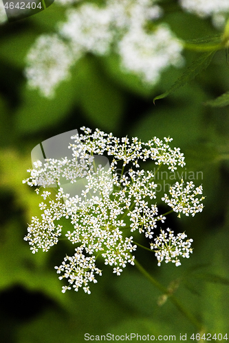 Image of White flower on green background