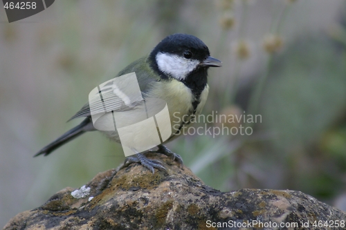 Image of Bird on rock
