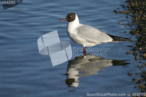 Image of Gull