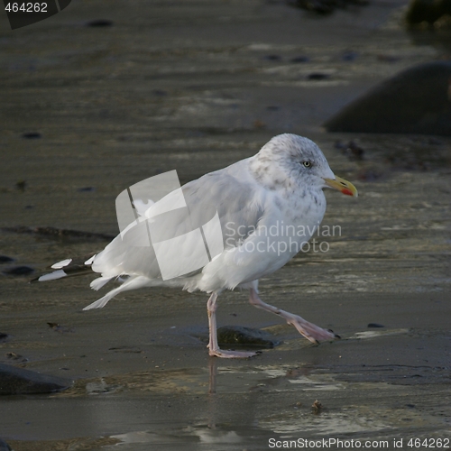 Image of Seagull at beach