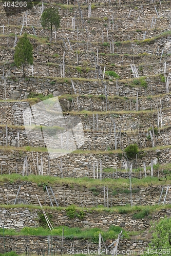 Image of Wineyard