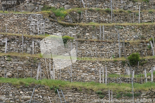 Image of Wineyard
