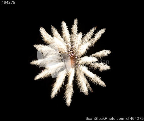 Image of Fireworks reminding a flower