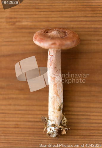 Image of lactarius rufus mushroom on wooden background