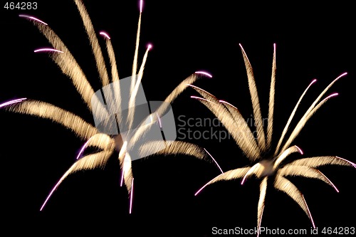 Image of Fireworks reminding flowers