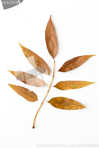 Image of dry fallen autumn leaves on white background