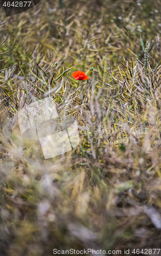 Image of A poppy in a field