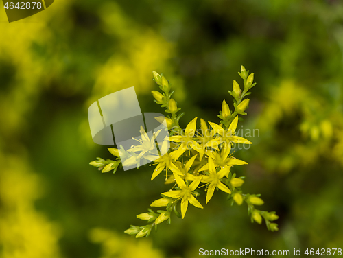 Image of Small, yellow flowers 