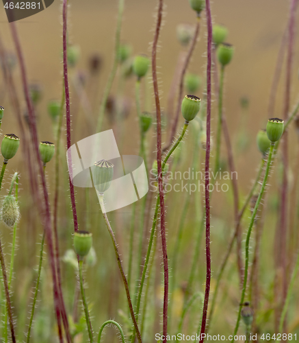 Image of Wild poppies after flowering  (poppyhead)