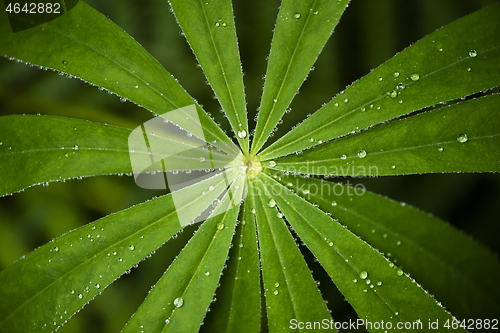 Image of Closeup of leaf of lupine (lupine) 
