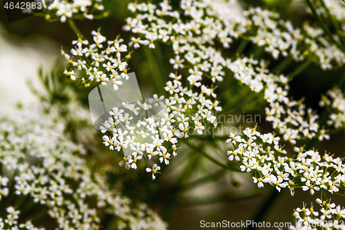 Image of White ornamental blossom 